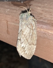 Gloveria arizonensis