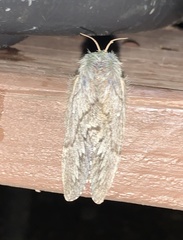 Gloveria arizonensis