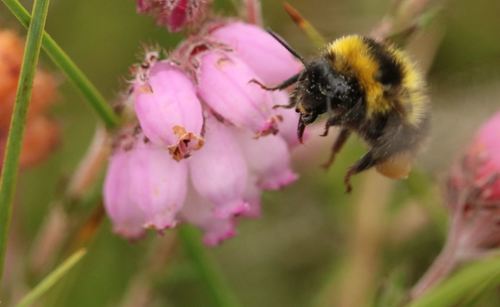 Heath Bumble Bee