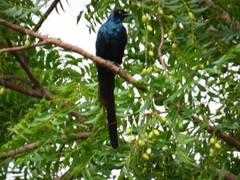 Lamprotornis caudatus