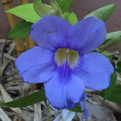 Thunbergia grandiflora