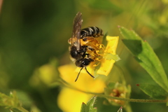 Andrena tarsata