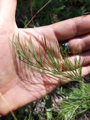 Prangos trifida