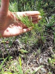 Prangos trifida