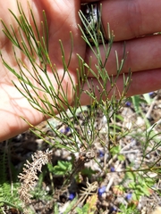 Prangos trifida