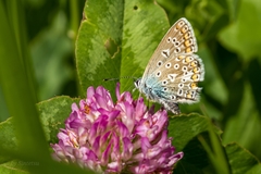 Polyommatus icarus