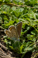 Polyommatus icarus