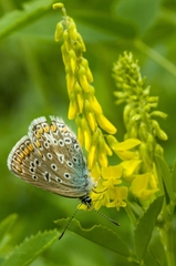 Polyommatus icarus
