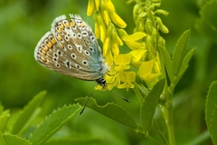 Polyommatus icarus