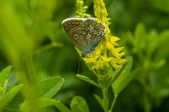Polyommatus icarus