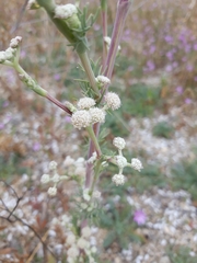 Seseli dichotomum