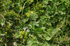 Alchemilla vulgaris