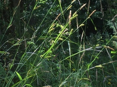 Carex laevigata
