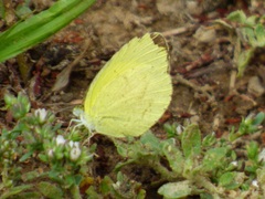 Eurema brigitta brigitta