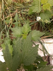 Leonurus quinquelobatus