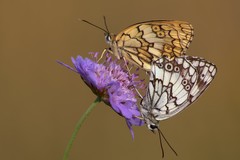 Melanargia larissa