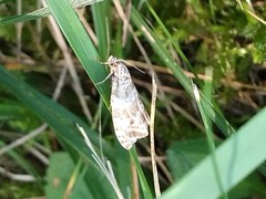 Syricoris