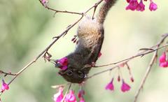 Tamiops maritimus formosanus