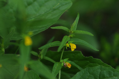 Melampyrum sylvaticum