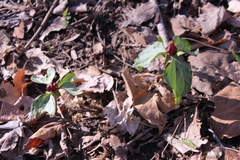 Trillium recurvatum
