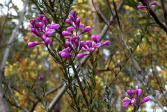 Comesperma retusum