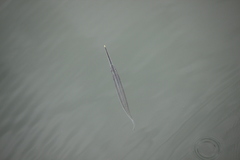 Zenarchopterus buffonis