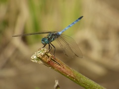 Orthetrum