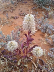 Ptilotus nobilis