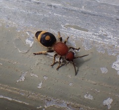 Odontomutilla uranioides