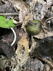 Athoracophorus papillatus