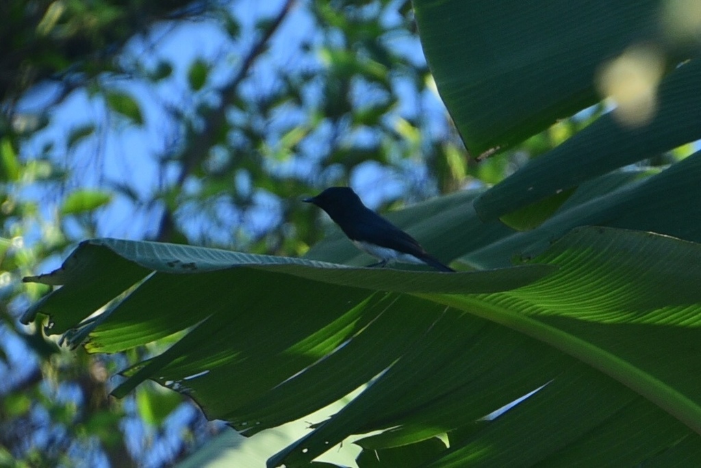 Melanesian Flycatcher