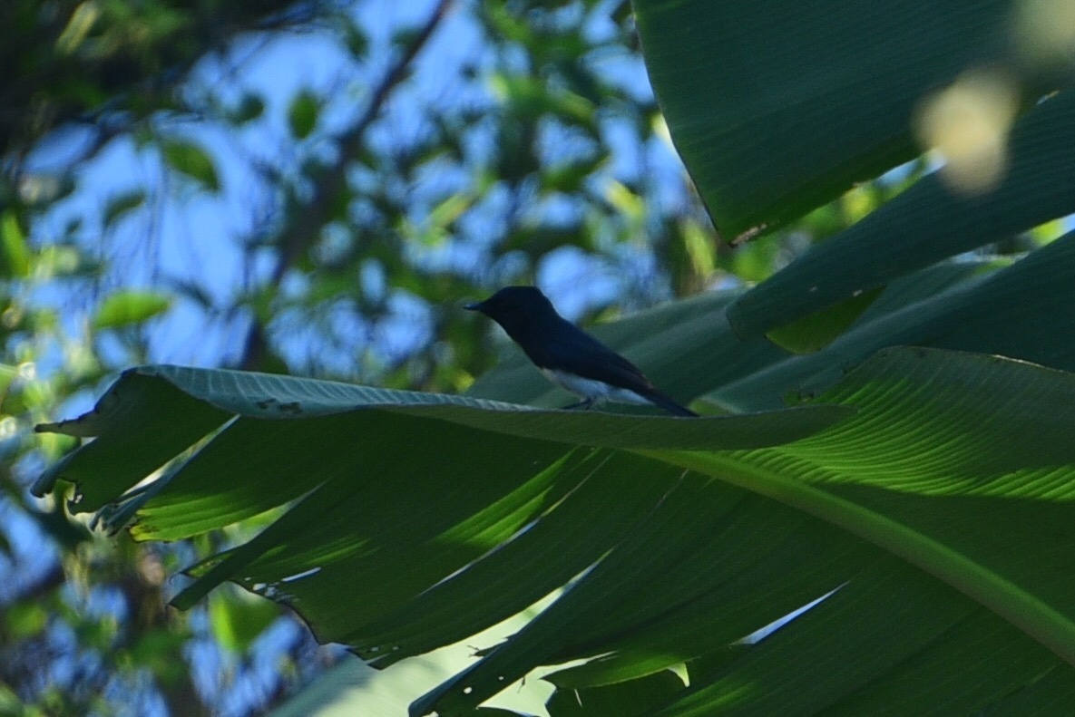 Melanesian Flycatcher illustration