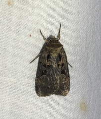 Pseudohermonassa tenuicula