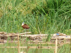 Actophilornis africanus