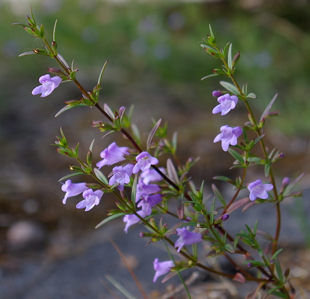 low calamint