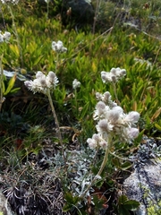 Antennaria dioica