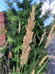 Calamagrostis epigejos