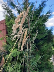 Calamagrostis epigejos