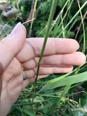 Calamagrostis epigejos