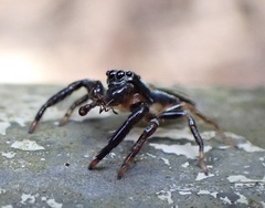 Thiania bhamoensis