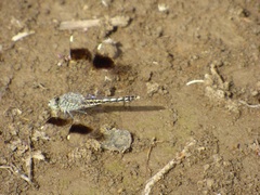 Brachythemis impartita