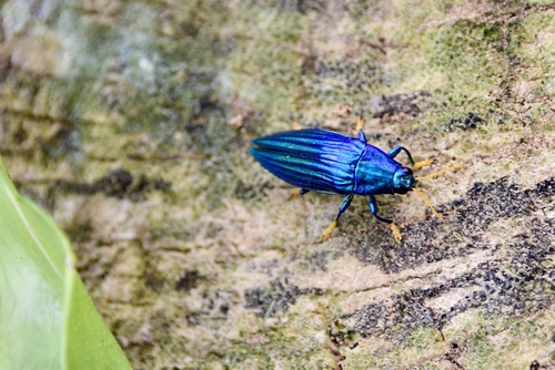 Paracupta hebridana photographed in Vanuatu
