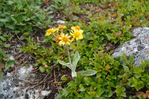 Tephroseris kawakamii iNat (1)
