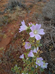 Malva preissiana