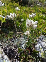 Antennaria dioica