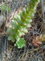 Orostachys malacophylla