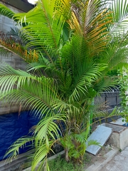 Dypsis lutescens