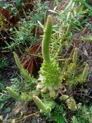 Orostachys malacophylla