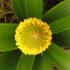 Bulbinella rossii