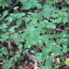 Euphorbia squamosa